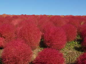 ひたち海浜公園　Hitachi Seaside Park