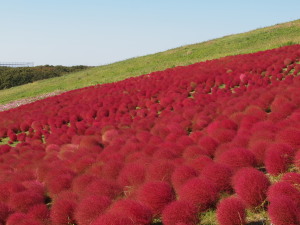 国営ひたち海浜公園-04