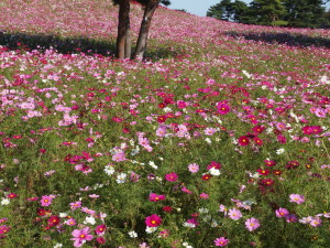 国営ひたち海浜公園-01