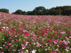 国営ひたち海浜公園-02