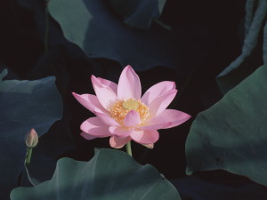 大賀ハス園　The Oga Lotus Garden