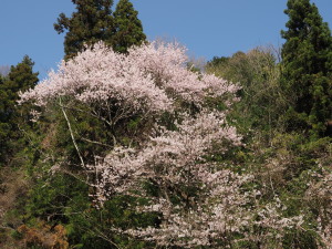 霞間ヶ渓-04