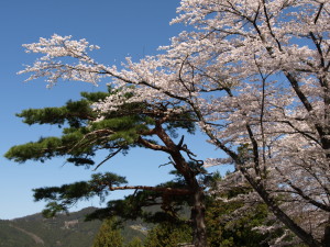 桜山公園　Sakurayama Park