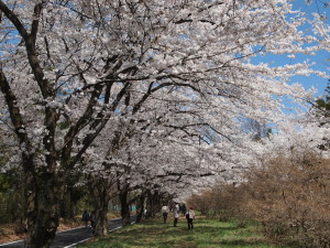 赤城南面千本桜　Akaginanmen Senbonzakura