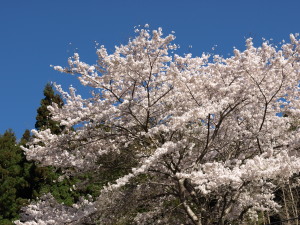 桜山公園-01