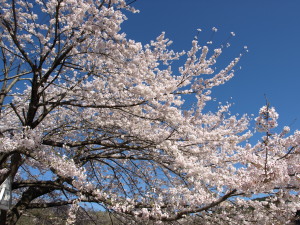 桜山公園-02