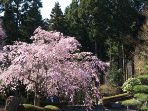 桜山公園-05