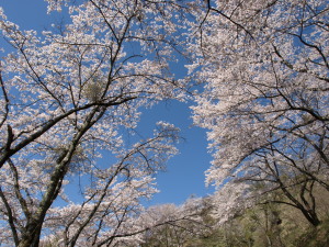 桜山公園-08