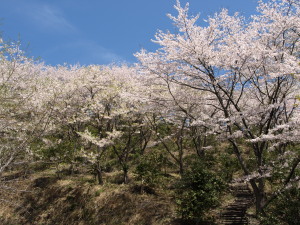 桜山公園-14