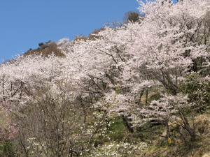 桜山公園-15