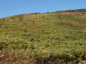 草津白根山-05