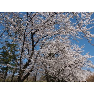 赤城南面千本桜-02