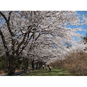 赤城南面千本桜-04