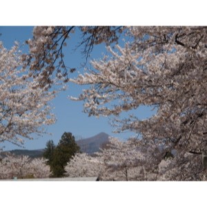 赤城南面千本桜-05