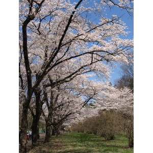 赤城南面千本桜-06