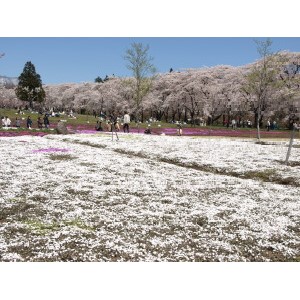 赤城南面千本桜-