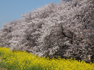 熊谷桜堤　Kumagaya Sakuratsutsumi