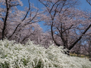 武蔵丘陵森林公園　Musashi-Kyuryo National Government Park