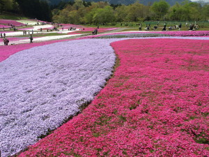 羊山公園　Hitsujiyama Park