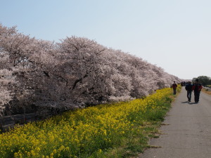 熊谷桜堤-04