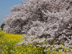 熊谷桜堤-05