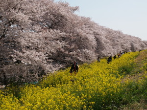 熊谷桜堤-06