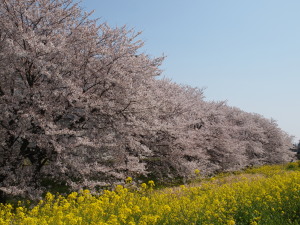 熊谷桜堤-07