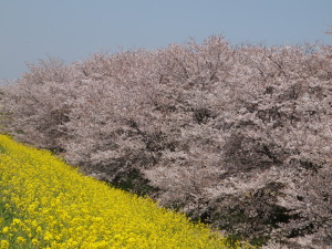 熊谷桜堤-08