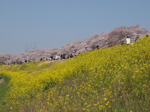 熊谷桜堤-09