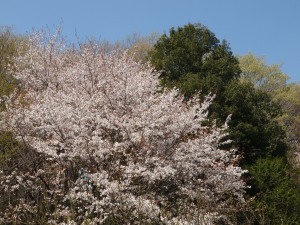 武蔵丘陵森林公園-06