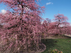 鈴鹿の森庭園　Suzuka Forest Garden