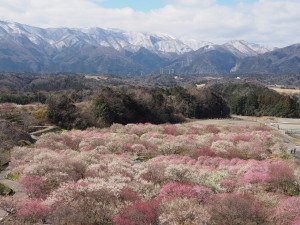 いなべ市農業公園　Inabe City Nogyoukoen