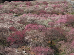 いなべ市農業公園-01