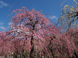 いなべ市農業公園-09