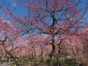 いなべ市農業公園-12