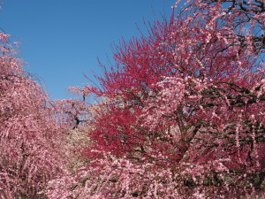 鈴鹿の森庭園-01