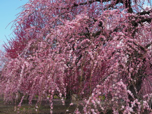 鈴鹿の森庭園-04