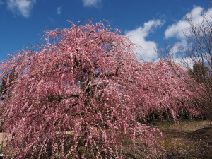 鈴鹿の森庭園-07