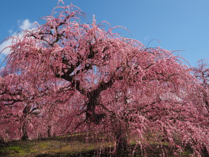 鈴鹿の森庭園-10