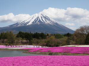 富士芝桜　Fuji Shibazakura