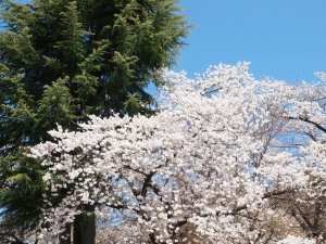 新倉山浅間公園-02