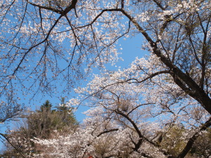 新倉山浅間公園-03