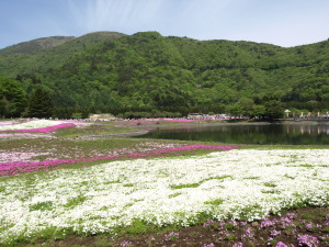 富士芝桜-01