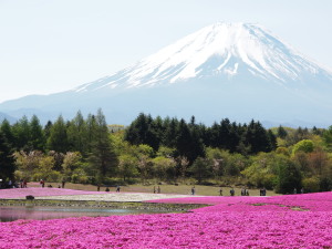 富士芝桜-02