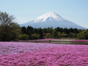 富士芝桜-04