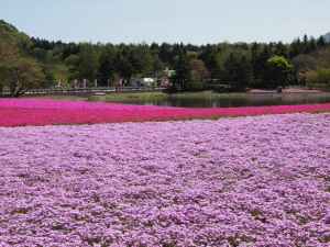 富士芝桜-07