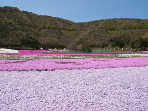 富士芝桜-09