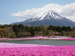 富士芝桜-13