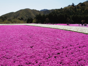 富士芝桜-14