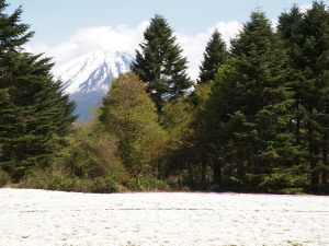 富士芝桜-15